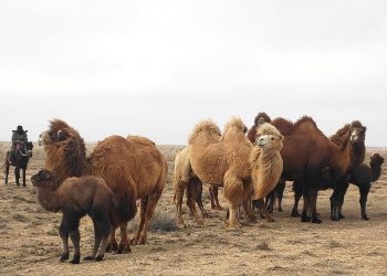 СОЗАҚТА ТҮЙЕ САНЫ 11 МЫҢНАН АСТЫ