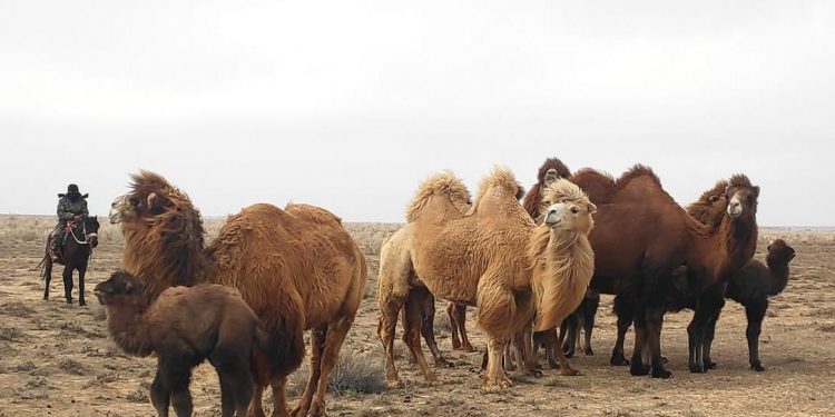 СОЗАҚТА ТҮЙЕ САНЫ 11 МЫҢНАН АСТЫ