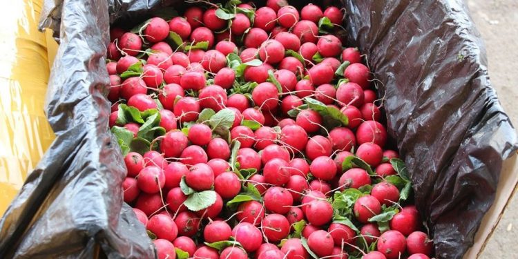 ТҮРКІСТАН: САРЫАҒАШТЫҚ ШАРУАЛАР РЕСЕЙГЕ 60 ТОННА ӨНІМ ЭКСПОРТТАДЫ