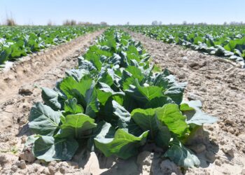 ӨМІРЗАҚ ШӨКЕЕВ ЖАЙЫЛЫМДЫҚ ЖЕР МӘСЕЛЕСІН РЕТТЕУДІ ЖҮКТЕДІ