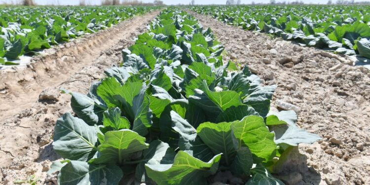 ӨМІРЗАҚ ШӨКЕЕВ ЖАЙЫЛЫМДЫҚ ЖЕР МӘСЕЛЕСІН РЕТТЕУДІ ЖҮКТЕДІ