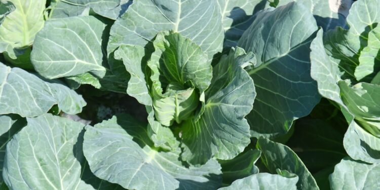 ӨМІРЗАҚ ШӨКЕЕВ ЖАЙЫЛЫМДЫҚ ЖЕР МӘСЕЛЕСІН РЕТТЕУДІ ЖҮКТЕДІ