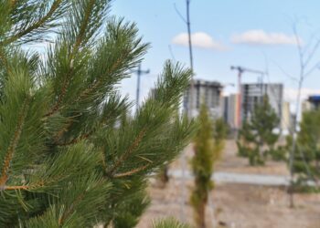 ТҮРКІСТАН ҚАЛАСЫН АБАТТАНДЫРУ 32 СЕКТОРҒА БӨЛІНГЕН