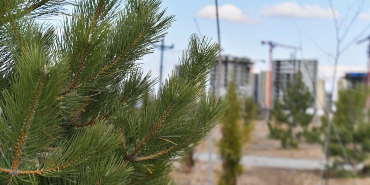 ТҮРКІСТАН ҚАЛАСЫН АБАТТАНДЫРУ 32 СЕКТОРҒА БӨЛІНГЕН