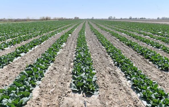 ӨМІРЗАҚ ШӨКЕЕВ ЖАЙЫЛЫМДЫҚ ЖЕР МӘСЕЛЕСІН РЕТТЕУДІ ЖҮКТЕДІ