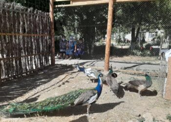 Әлеуметтік бейімдеу орталығында «хайуанаттар бағы» бұрышы ашылды