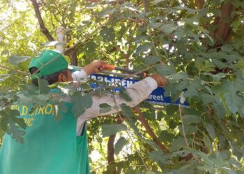 Әл-Фараби ауданында ағаштарды кесу жұмыстары жүргізілуде