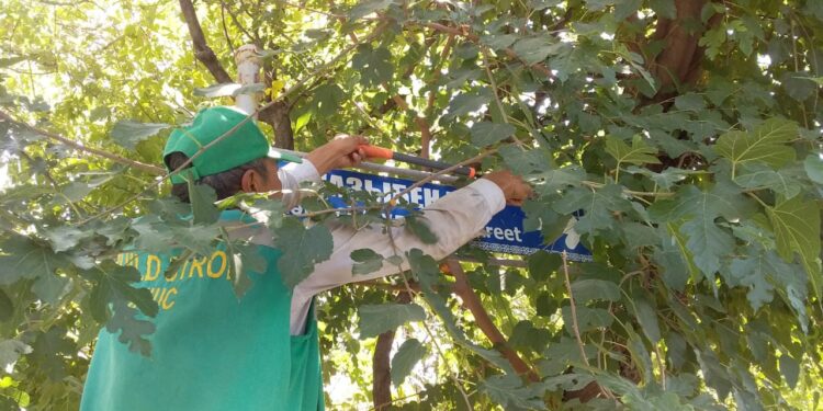 Әл-Фараби ауданында ағаштарды кесу жұмыстары жүргізілуде