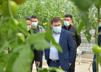 АЗЫҚ-ТҮЛІК ӨНДІРУДЕ ШЫМКЕНТТІҢ МҮМКІНДІГІ МОЛ