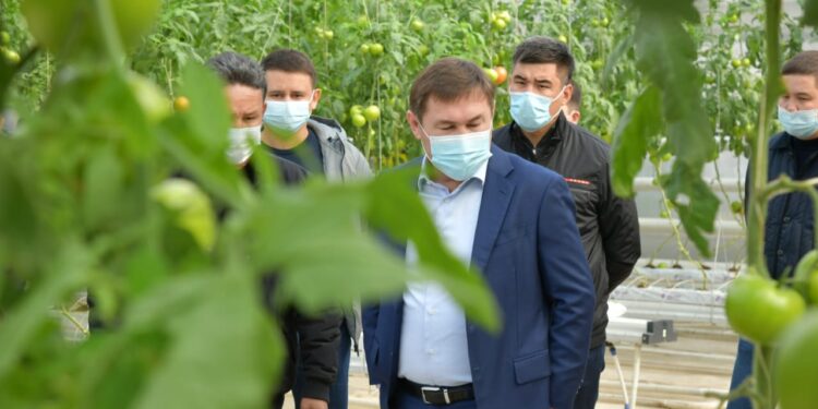 АЗЫҚ-ТҮЛІК ӨНДІРУДЕ ШЫМКЕНТТІҢ МҮМКІНДІГІ МОЛ