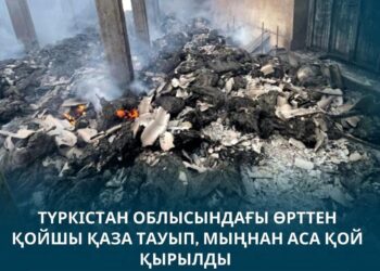 Түркістан облысындағы өрттен қойшы қаза тауып, мыңнан аса қой қырылды