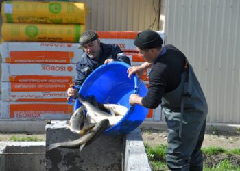 Түркістан облысында 100-ден астам өзен-көлде балық өсіреді