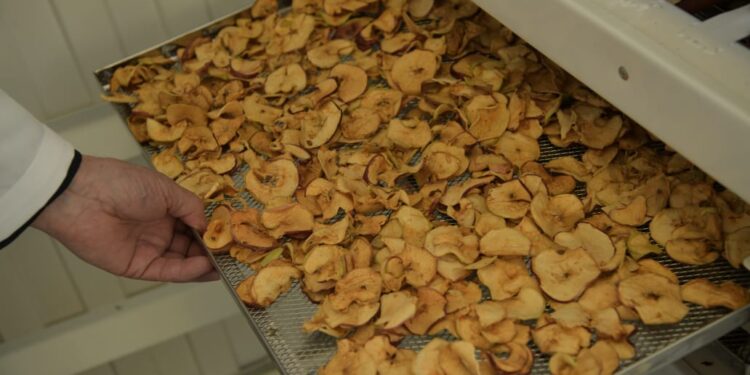 Шымкентте жас ғалымдар қанттың орнын басатын дәрілік өсімдік өсіруде