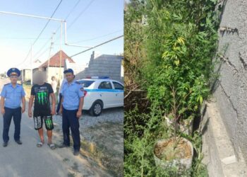 Өз ауласында сора өсімдігін өсірген шымкенттік ұсталды