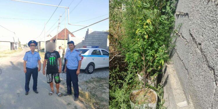 Өз ауласында сора өсімдігін өсірген шымкенттік ұсталды