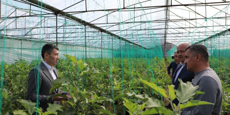 Түркістан: Сарыағаштық шаруалар жылына екі рет өнім алады