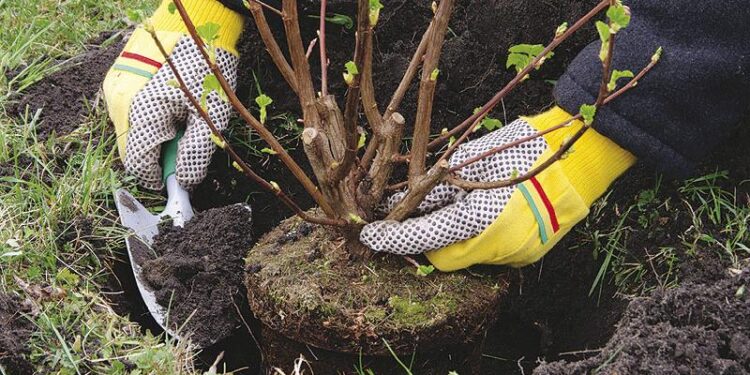 Түркістан: Арыста көгалдандыру жұмыстары жалғасып жатыр