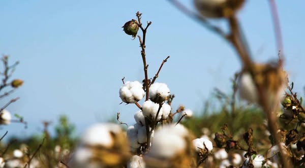 ТҮРКІСТАН ӨҢІРІ МАҚТА-ТОҚЫМА КЛАСТЕРІНІҢ ЖАҢА ДӘУІРІН ҚАЛЫПТАСТЫРУДА